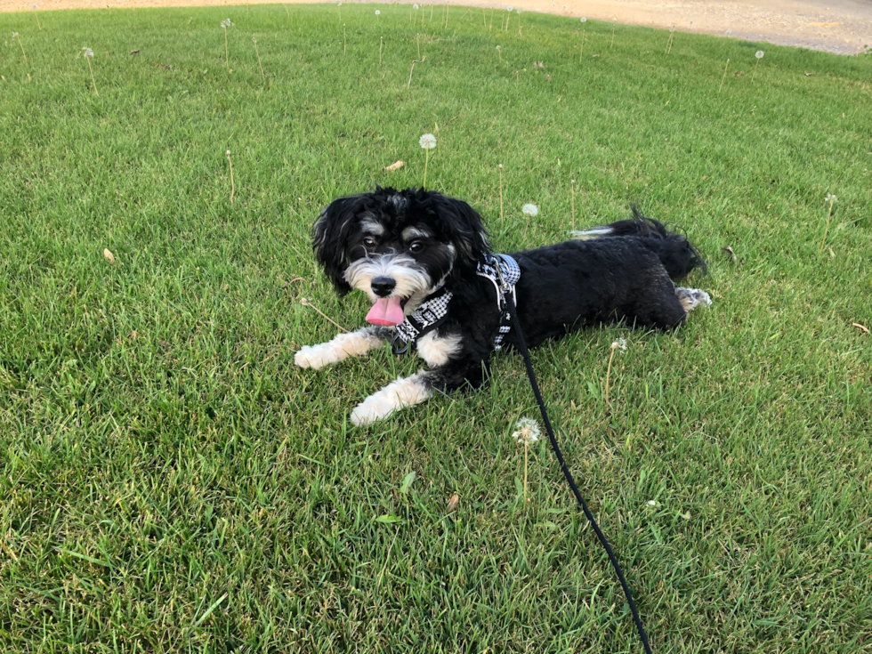 Happy Aussiechon Pup