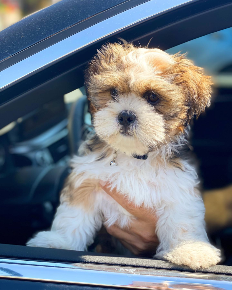 Shih Tzu Being Cute