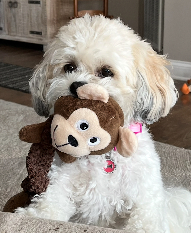 Energetic Shit Designer Pup