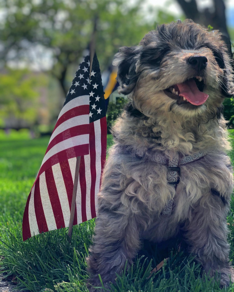 Popular Mini Aussiedoodle Poodle Mix Pup