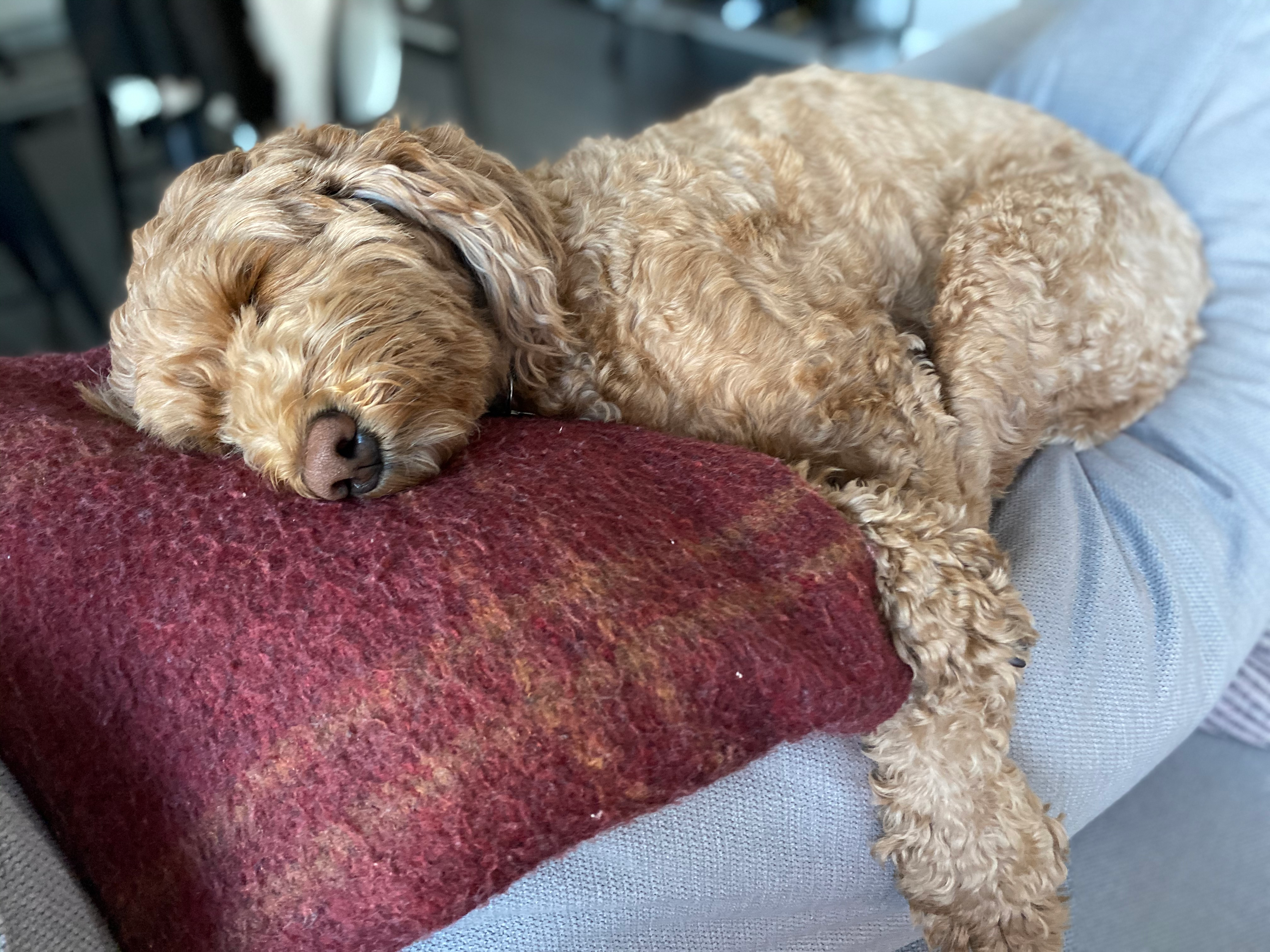 Smart Mini Goldendoodle Poodle Mix Pup