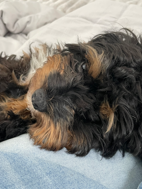 Cavapoo