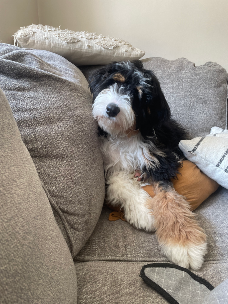 Fluffy Mini Bernedoodle Poodle Mix Pup
