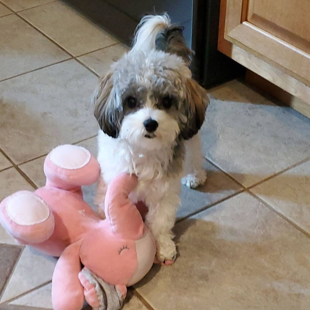 Havanese Puppy for Adoption
