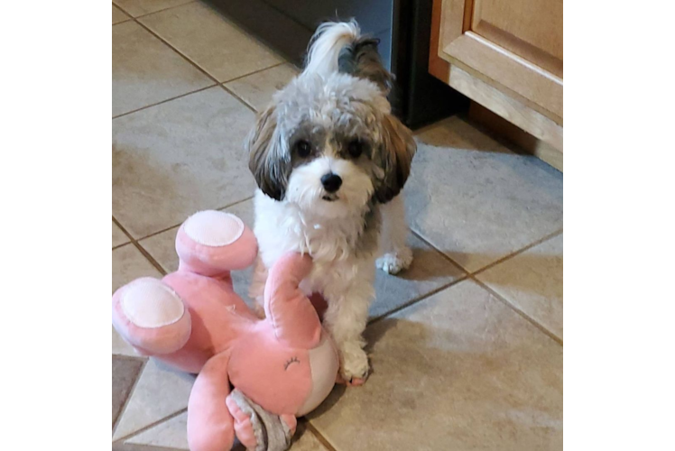 Havanese Puppy for Adoption