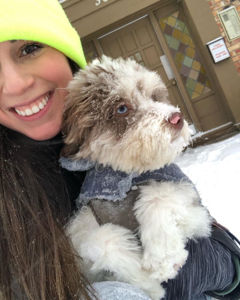 Petite Mini Aussiedoodle Poodle Mix Pup