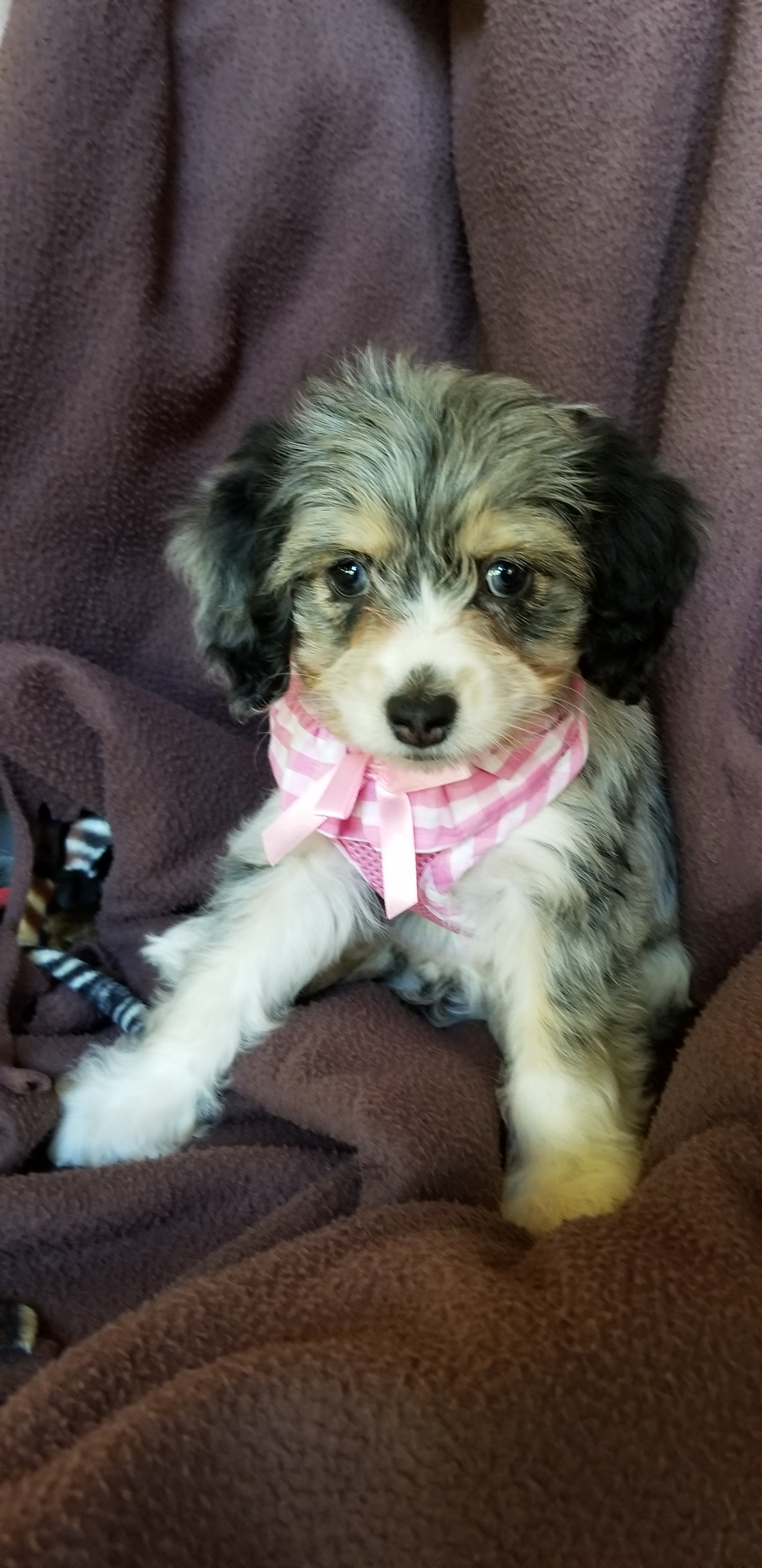 Best Mini Aussiedoodle Baby