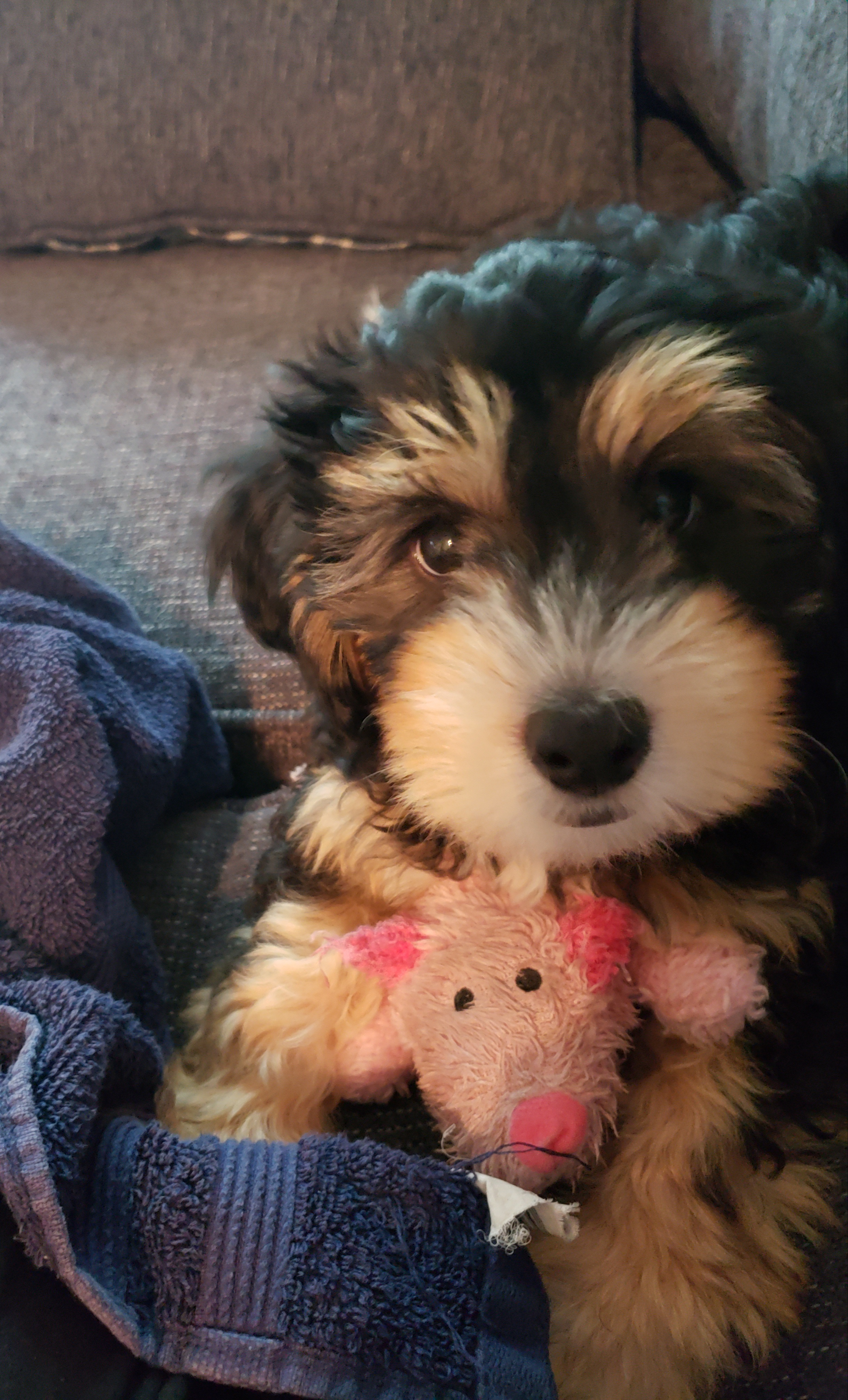 Energetic Bernadoodle Poodle Mix Puppy