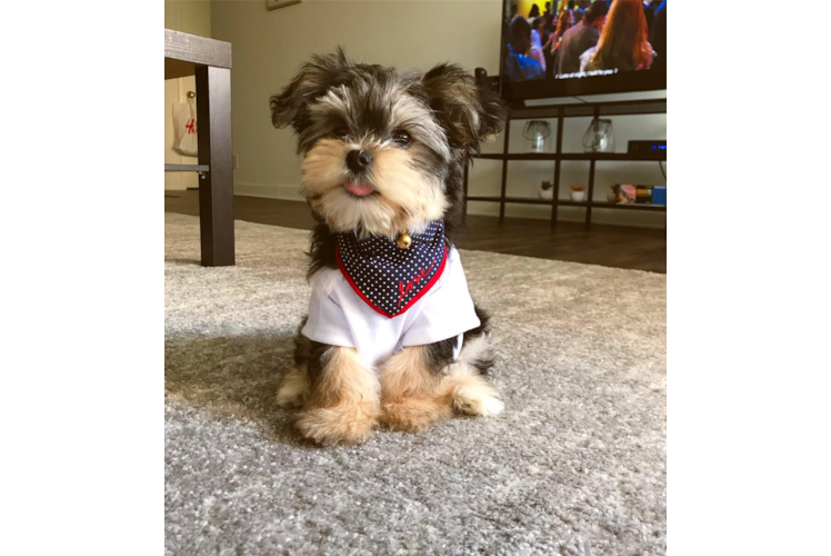 Little Yorkie Designer Puppy