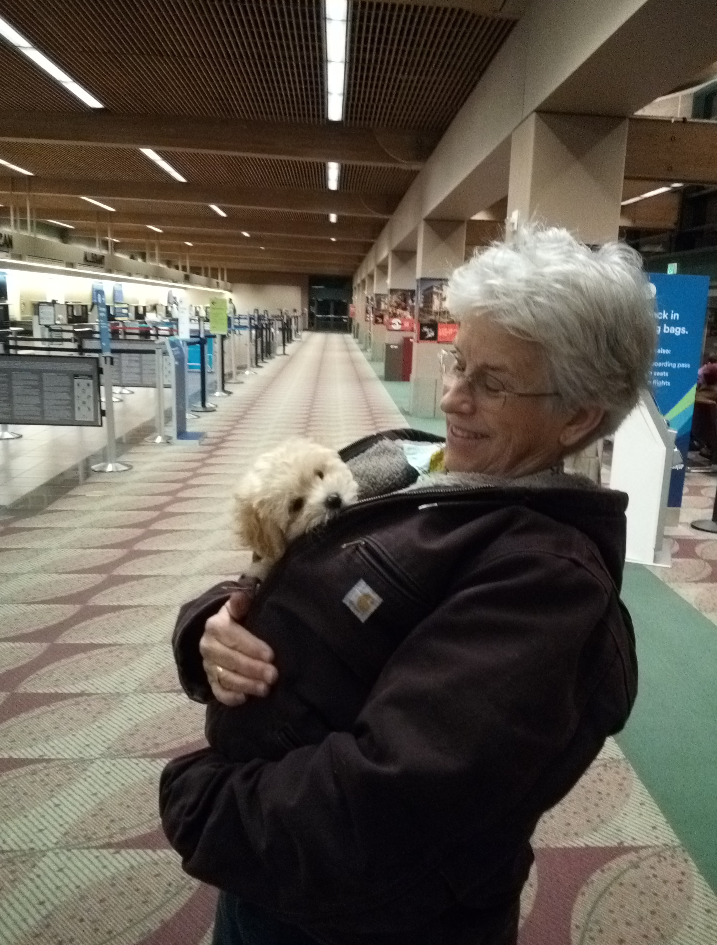 Playful Maltepoo Poodle Mix Puppy
