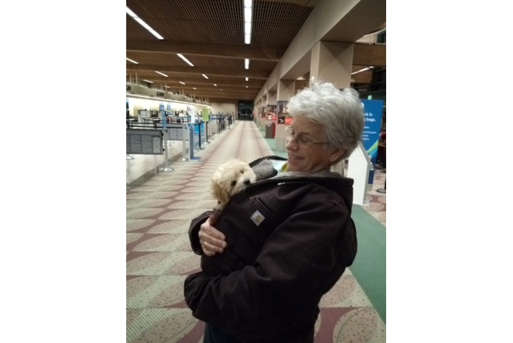Playful Maltepoo Poodle Mix Puppy