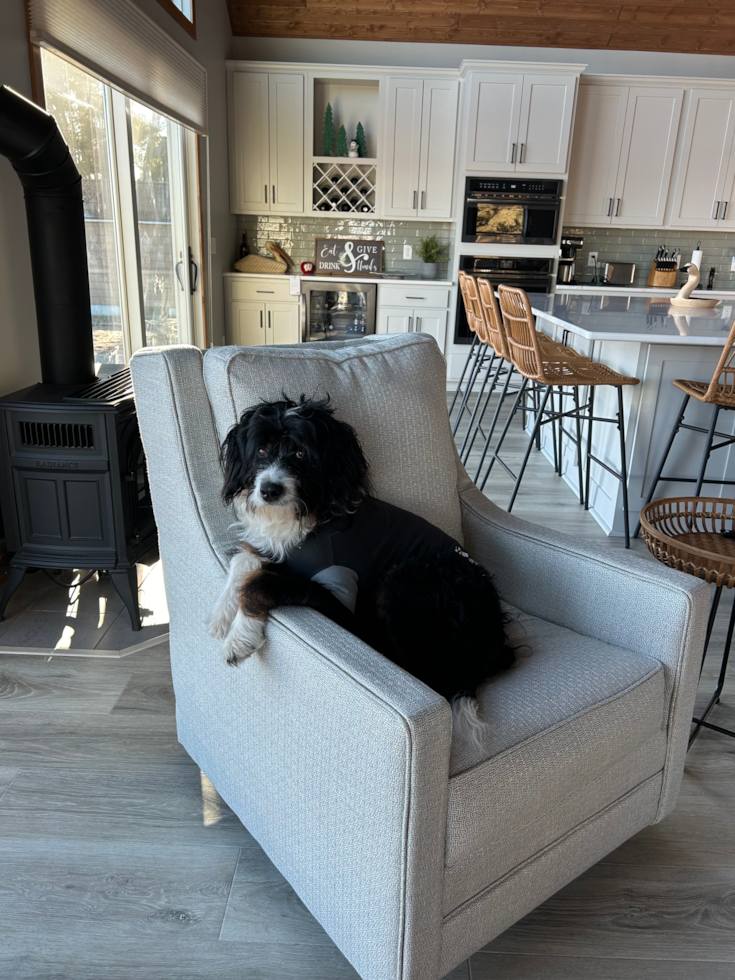 Cute Mini Bernedoodle Pup in