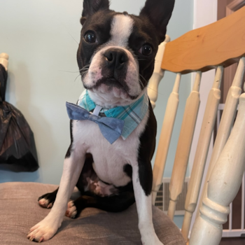 Popular Boston Terrier Purebred Pup
