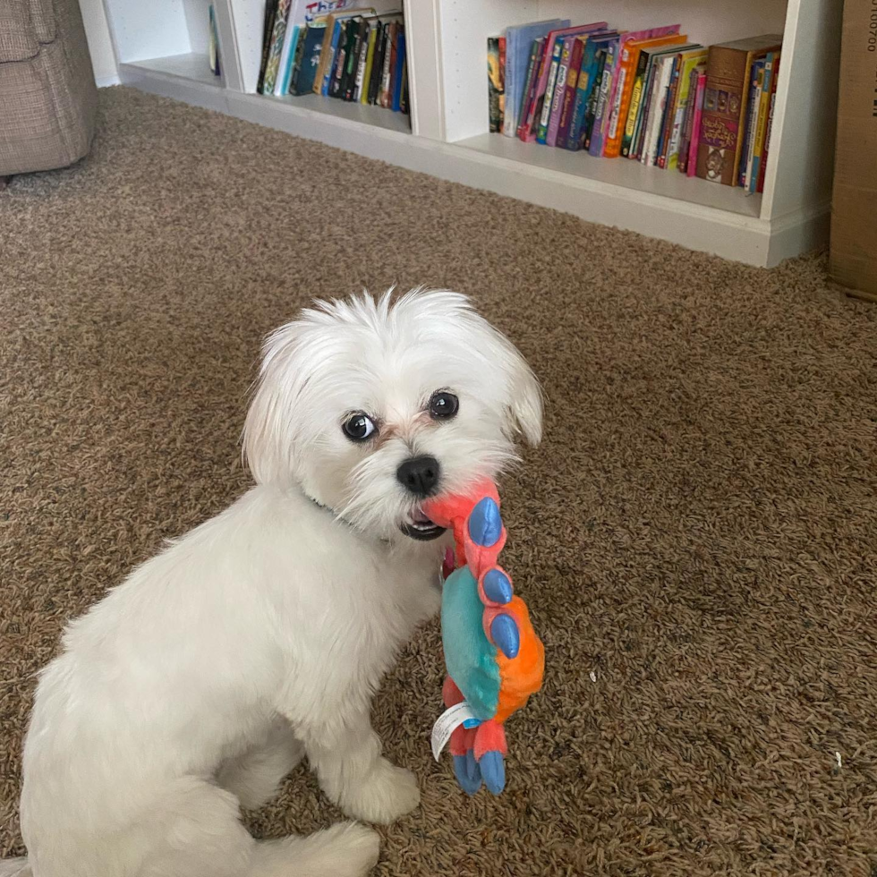 Teddy Bear Being Cute