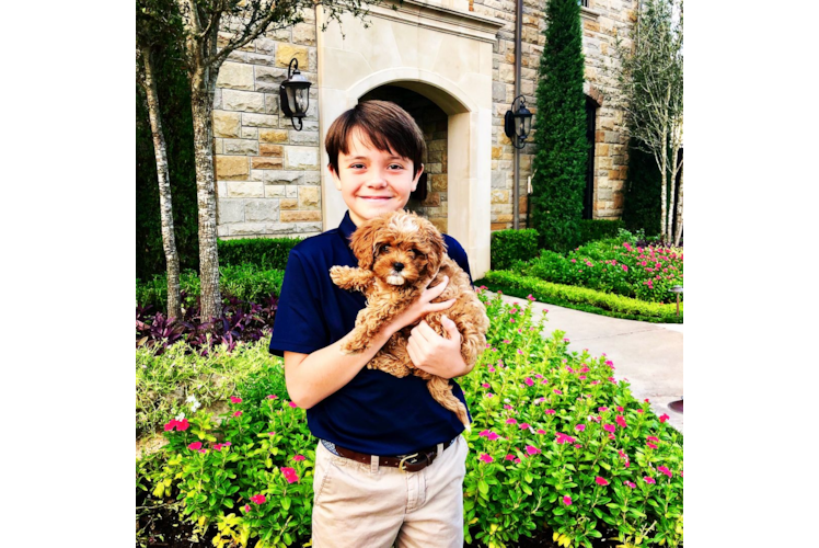 Cavapoo Puppy for Adoption