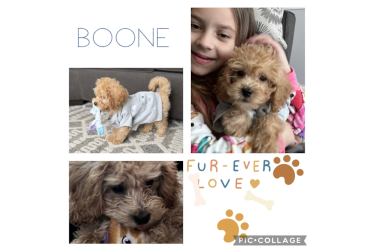 Friendly Mini Goldendoodle Baby