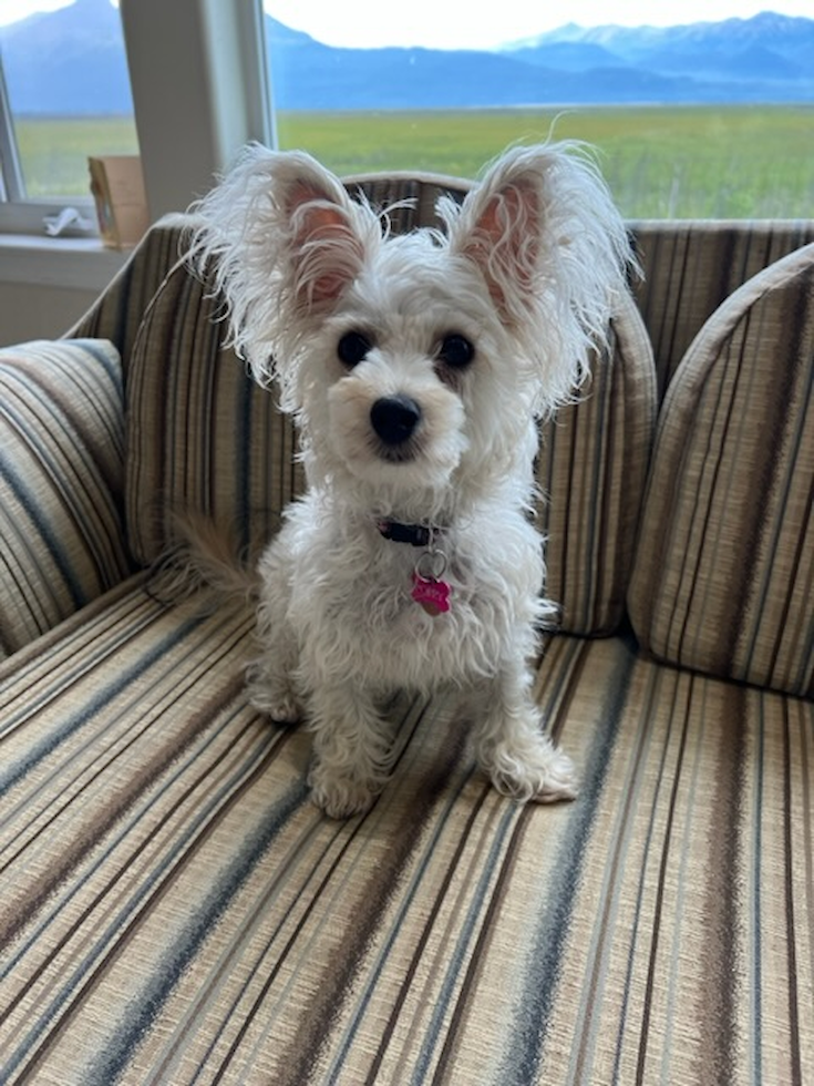 Yorkie Chon Being Cute