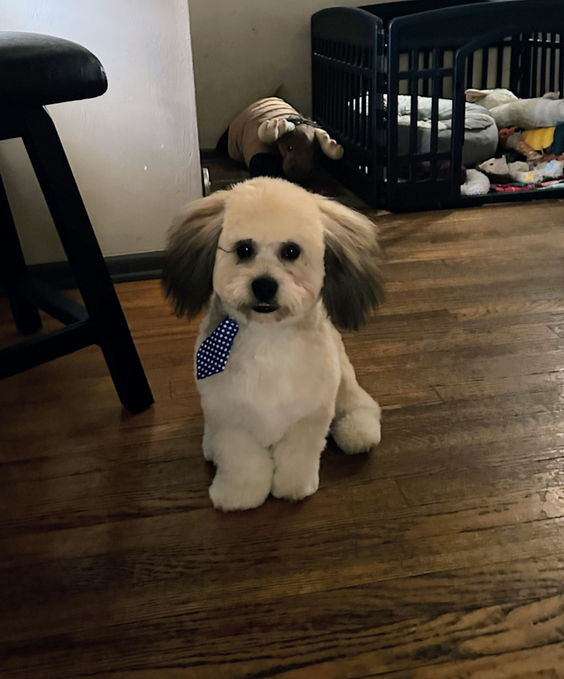 Teddy Bear Being Cute