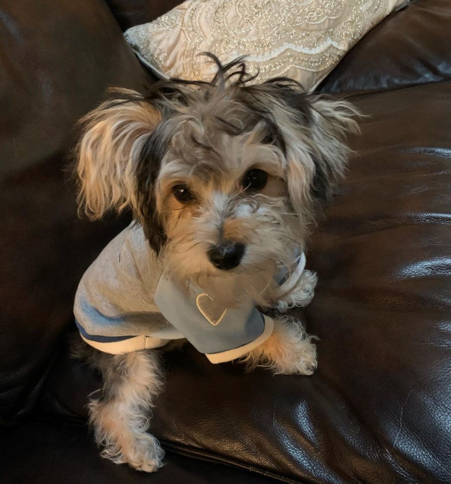 Funny Morkie Designer Pup