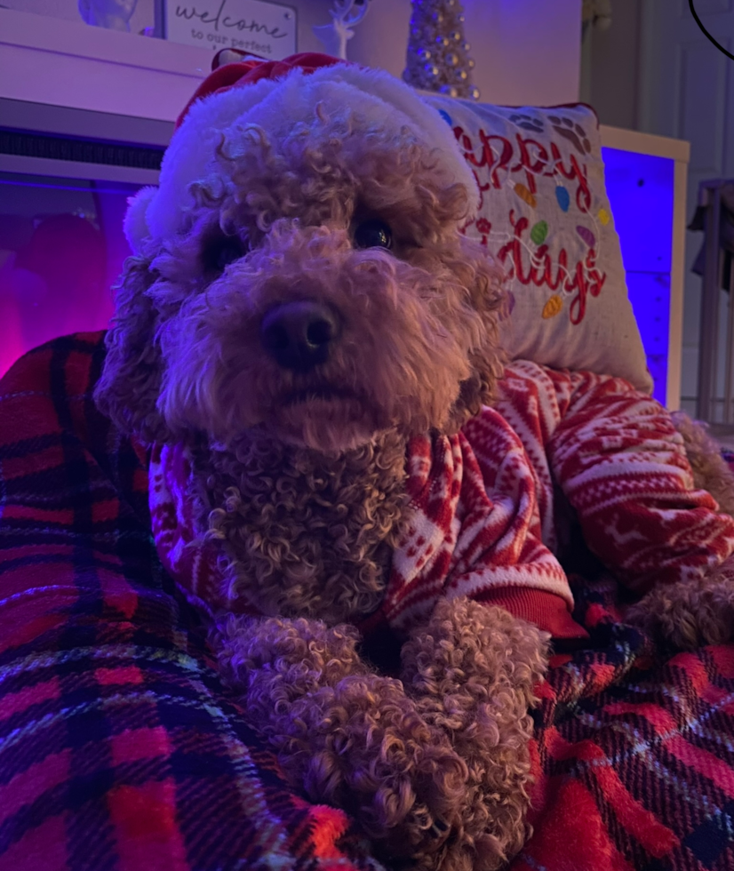 Small Cavapoo Pup in