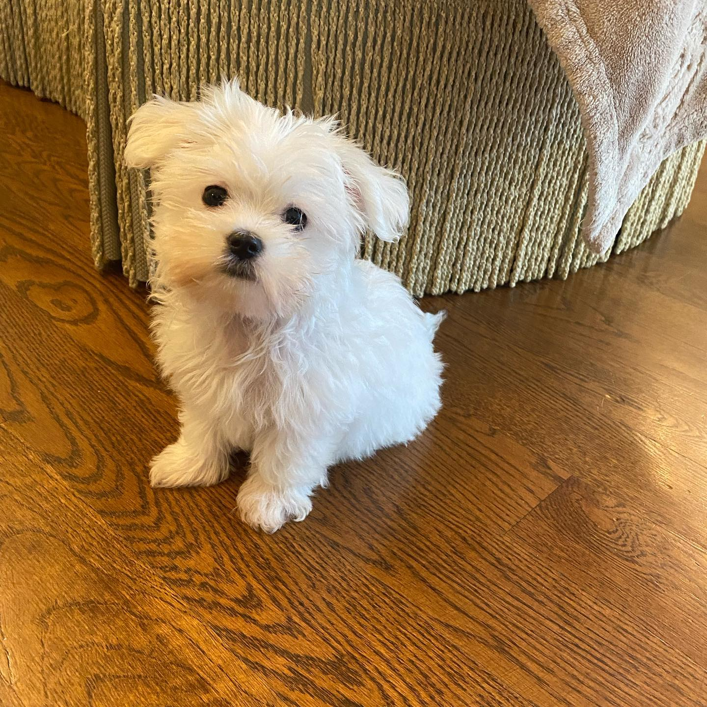 Hypoallergenic Maltese Baby