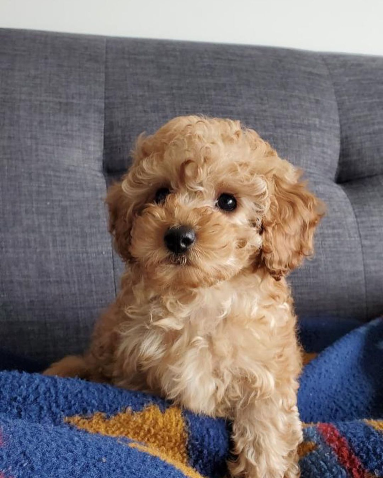 Cavapoo Being Cute