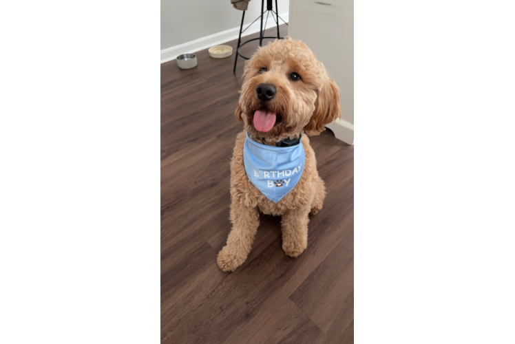 Mini Goldendoodle Puppy for Adoption