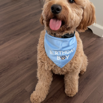 Mini Goldendoodle Being Cute