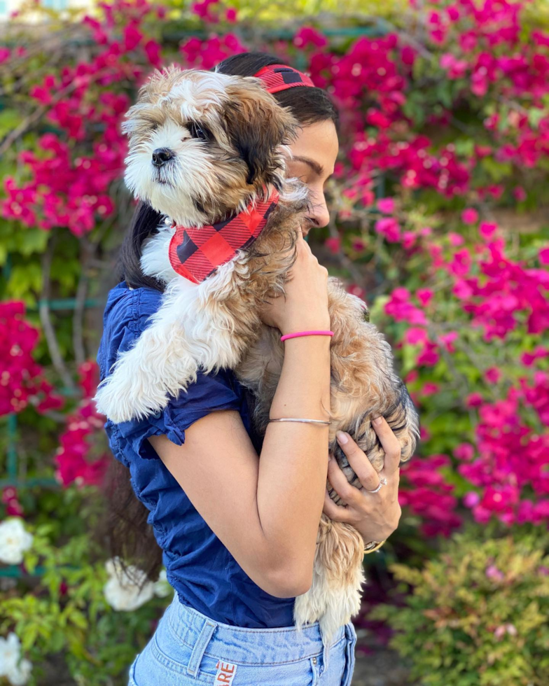 Small Shih Tzu Pup