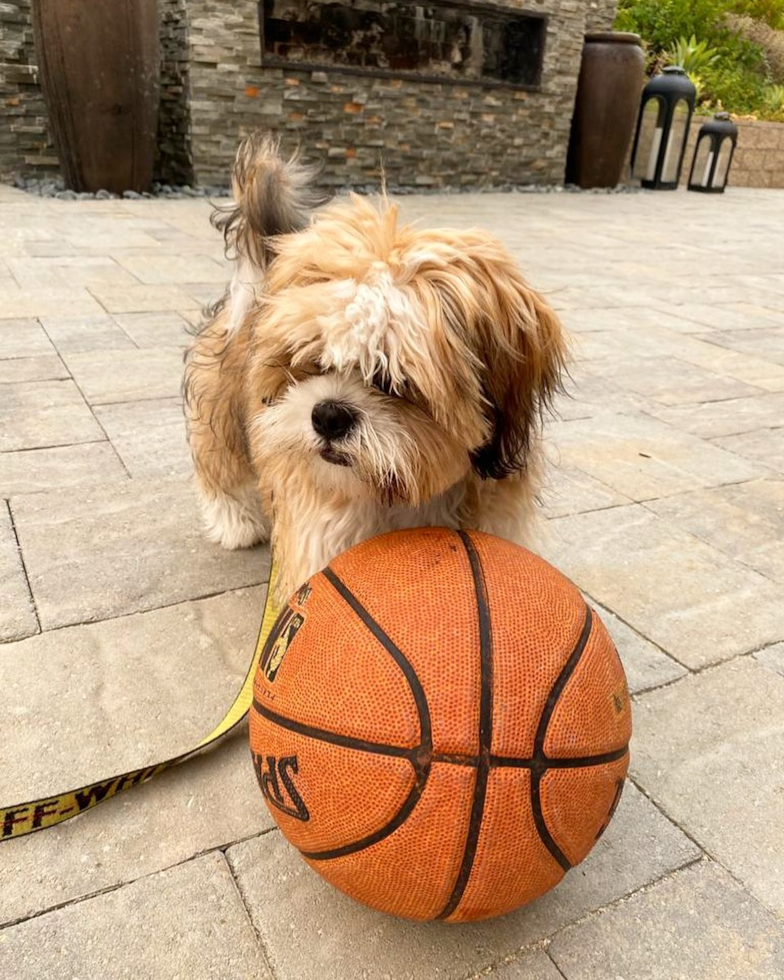 Lake Forest Shih Tzu Pup