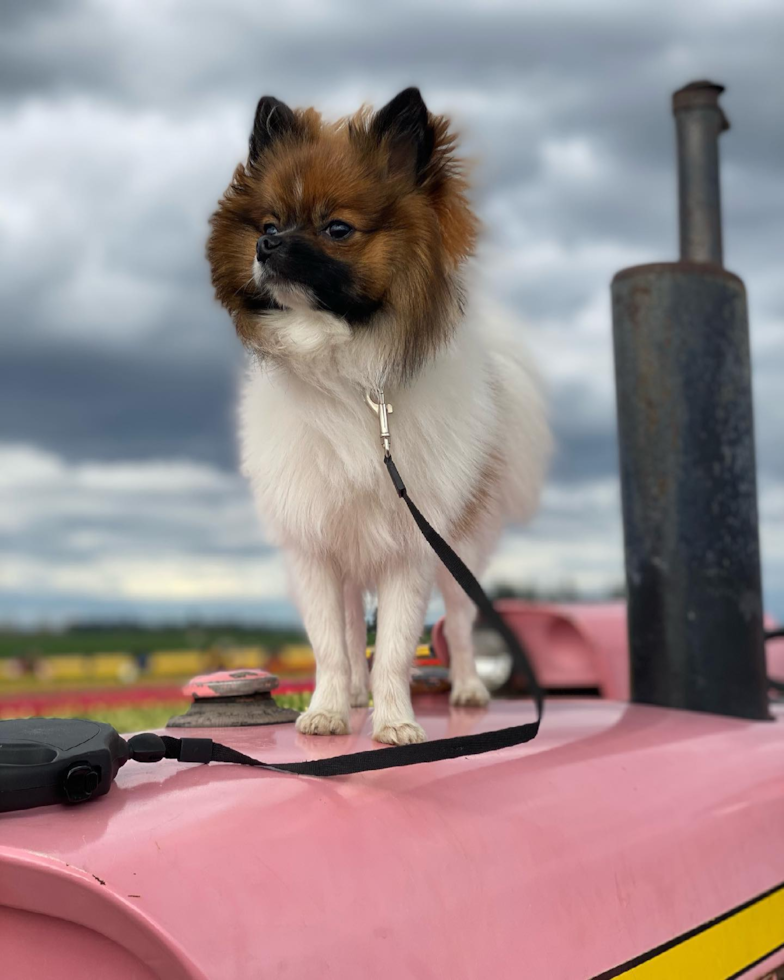Playful Pomeranian Purebred Pup