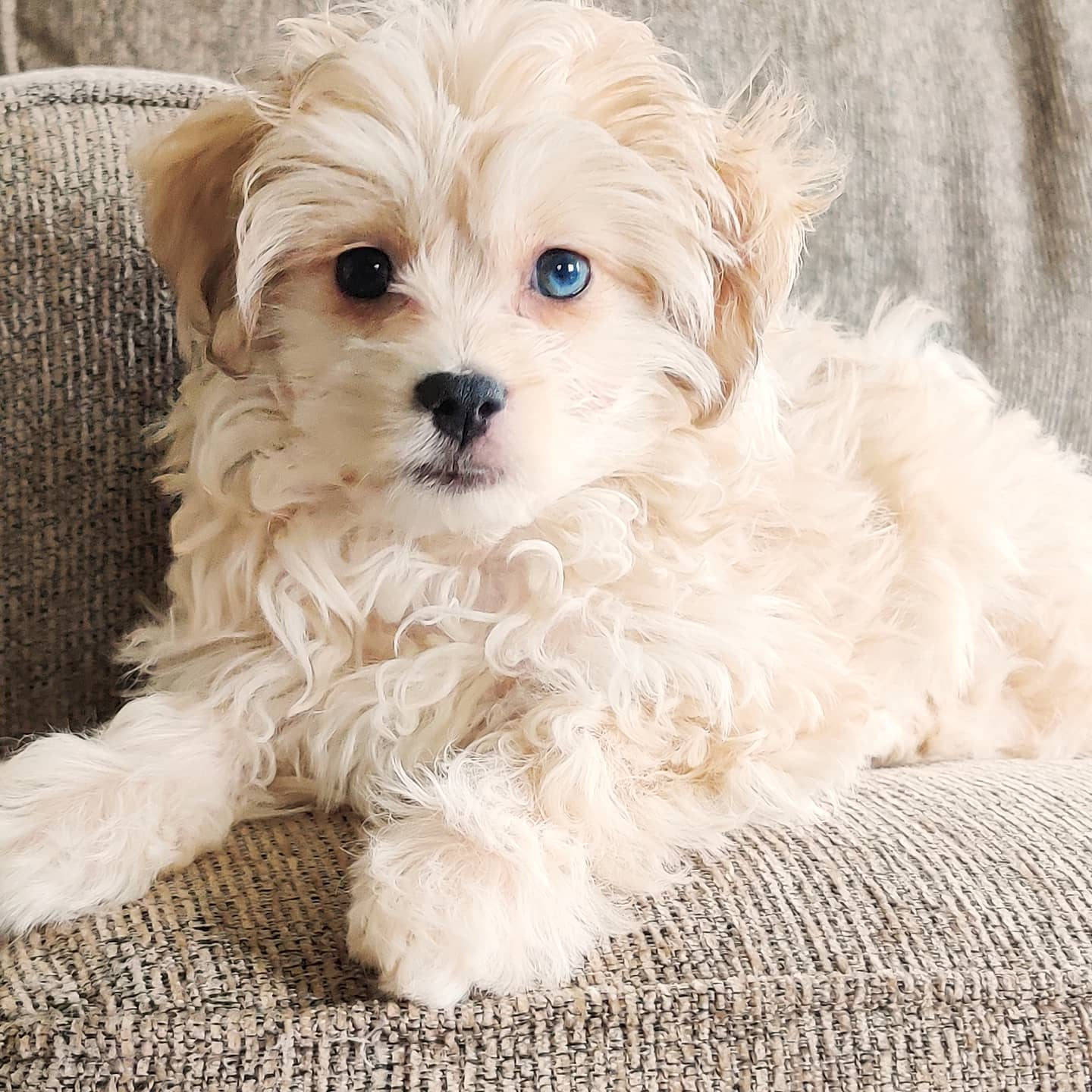 Mini Aussiedoodle Puppy for Adoption