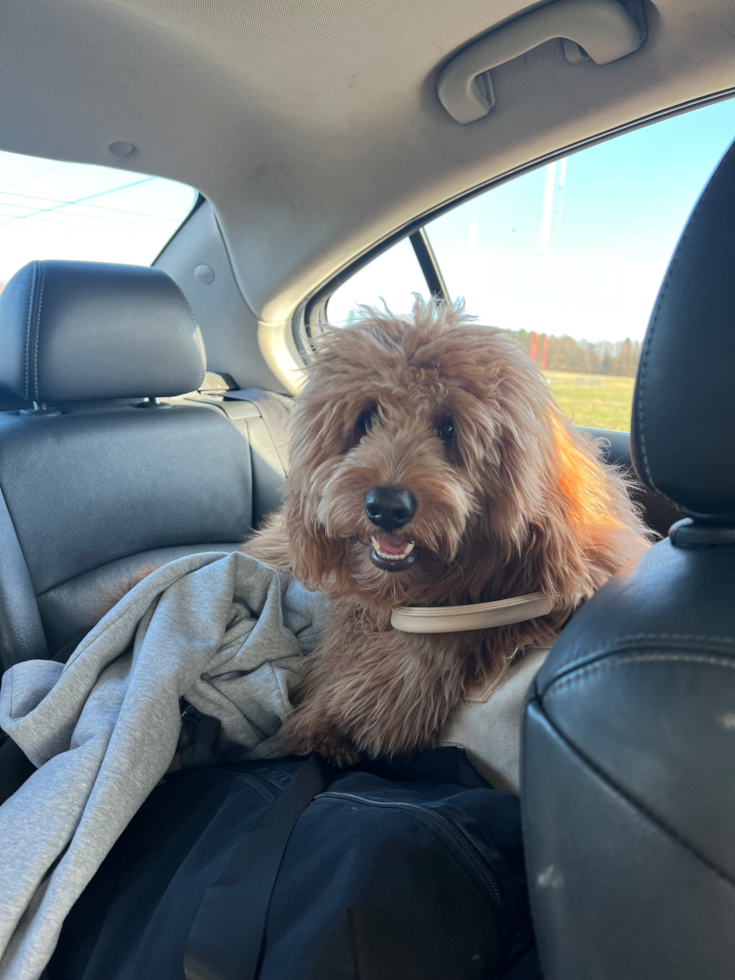 Mini Goldendoodle Pup