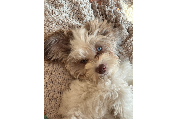 Friendly Shih Poo Baby