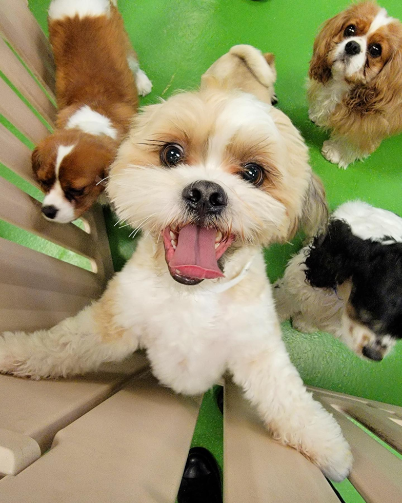 Akc Registered Shih Tzu Purebred Pup