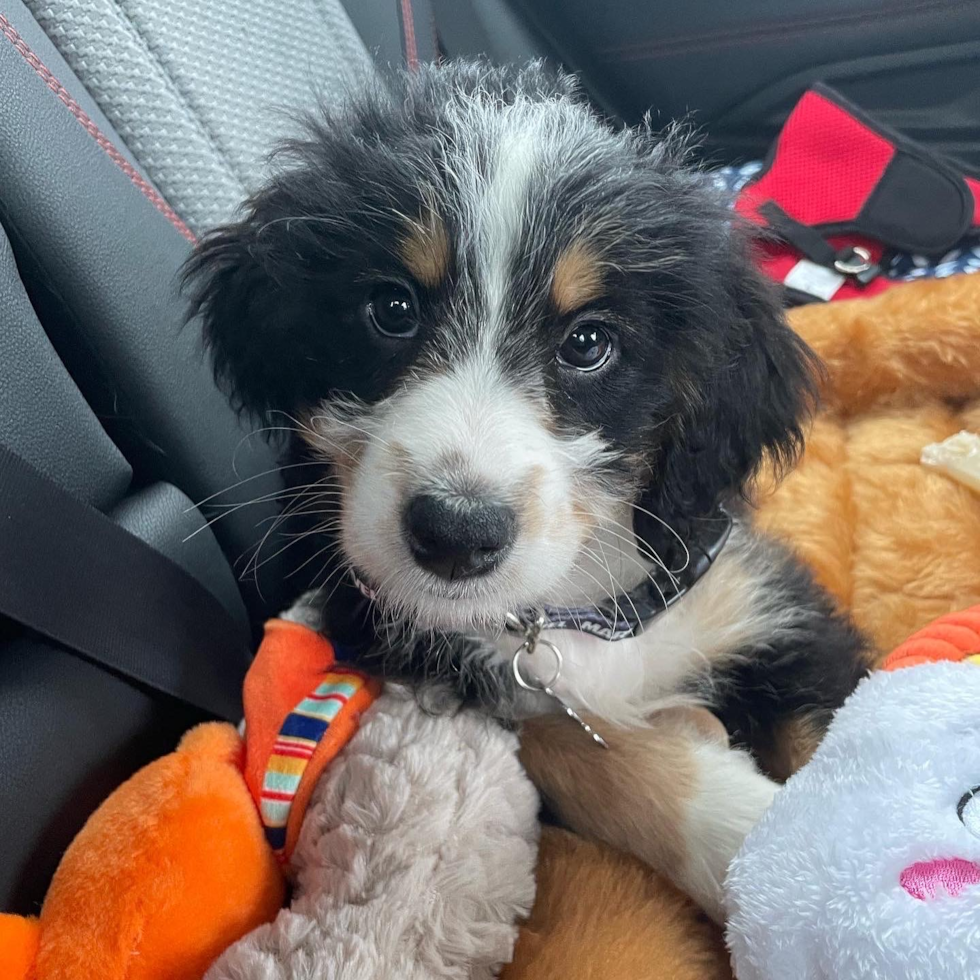 Mini Bernedoodle Being Cute