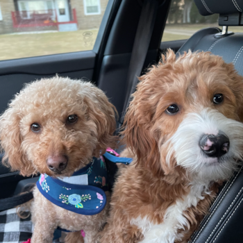 Playful Golden Retriever Poodle Mix Pup