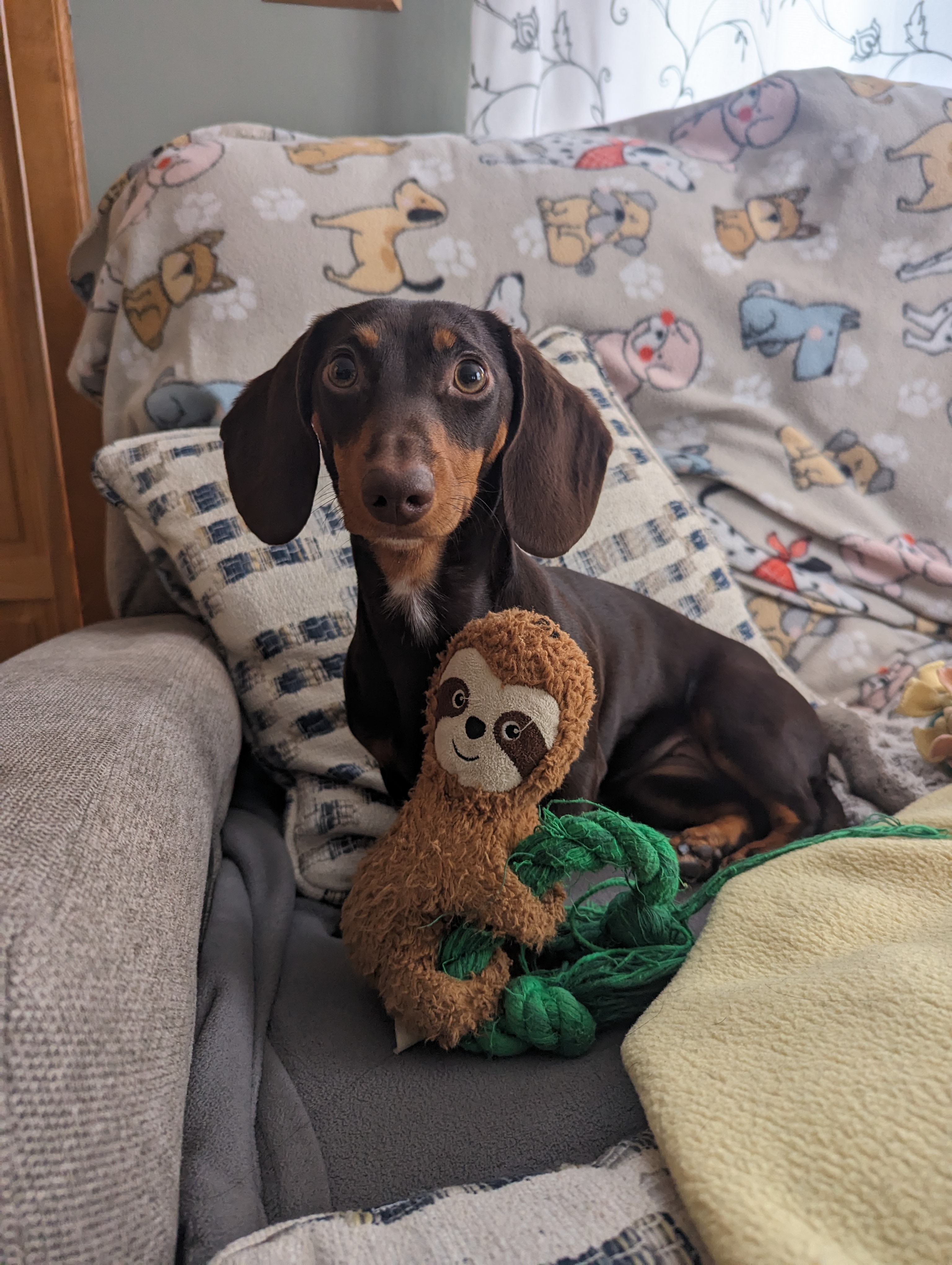 Cute Dachshund Purebred Puppy