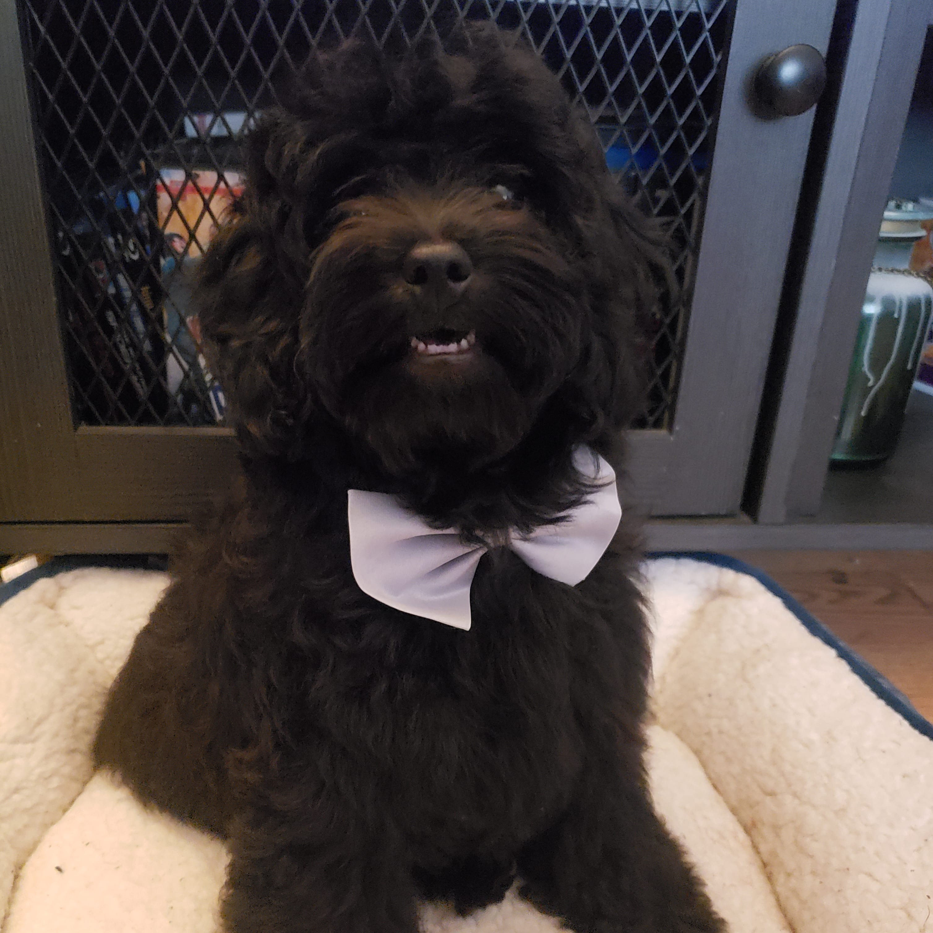 Cavapoo Pup Being Cute
