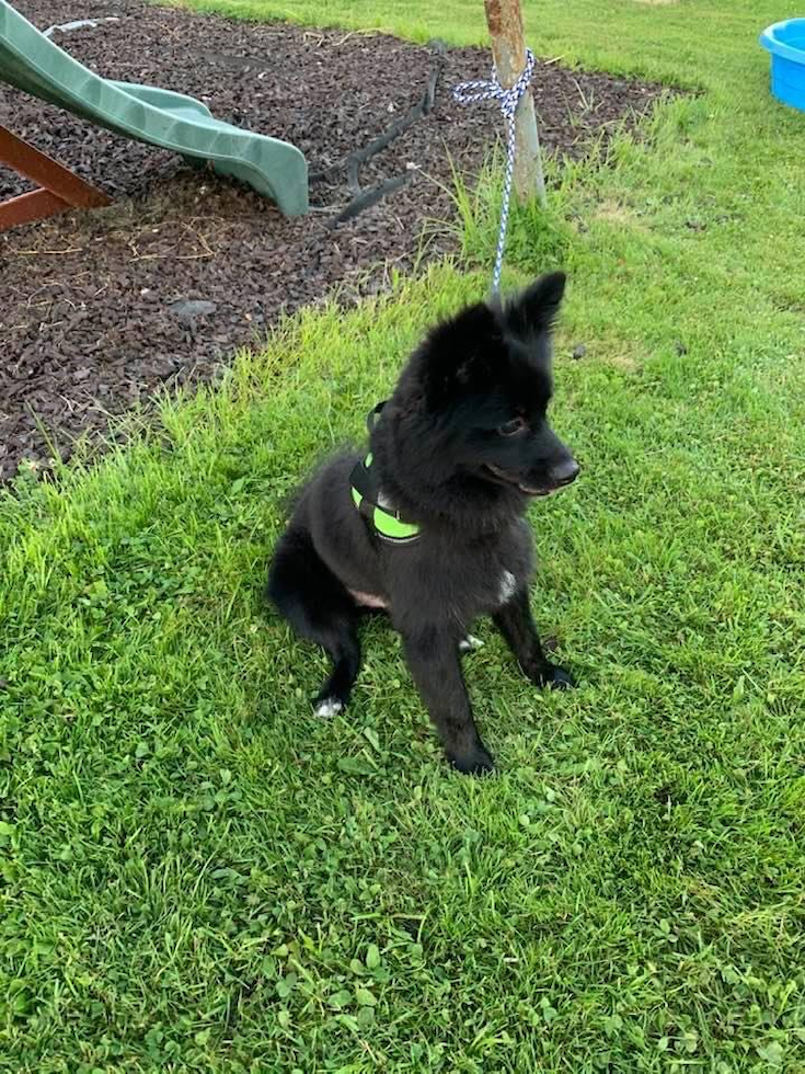 Sweet Pomeranian Purebred Pup