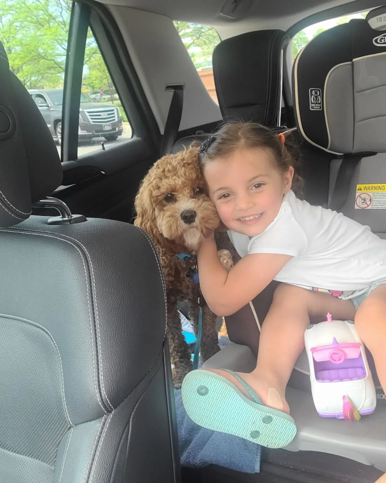 Funny Cavapoo Poodle Mix Pup