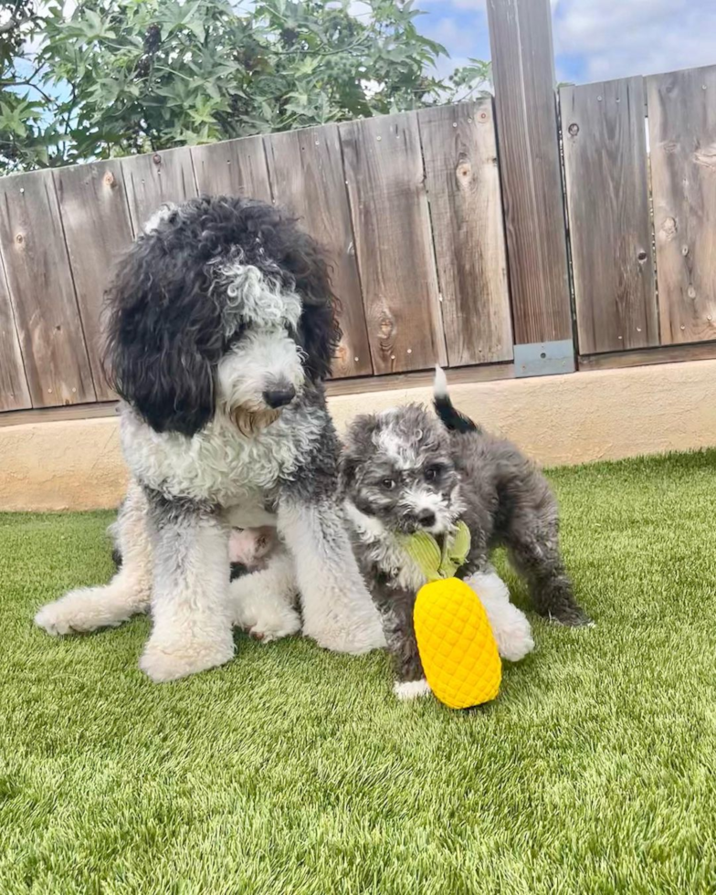 Playful Mini Berniedoodle Poodle Mix Pup