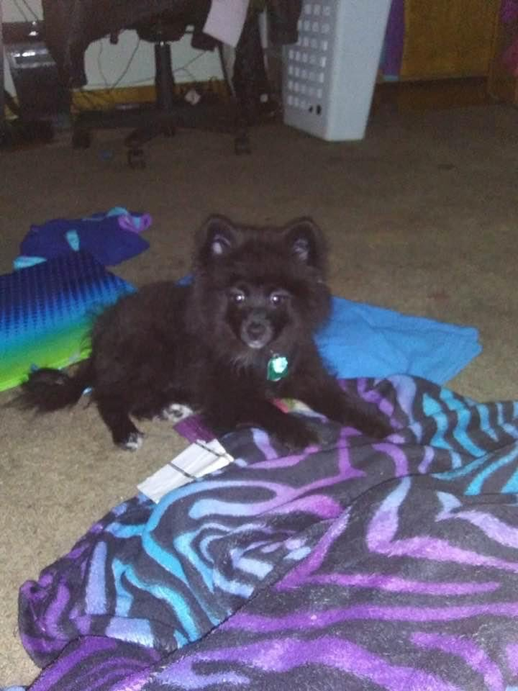 Pomeranian Being Cute