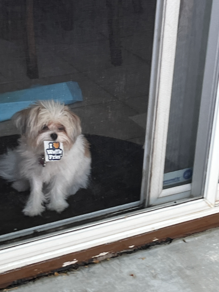 Energetic Pom Frise Designer Pup