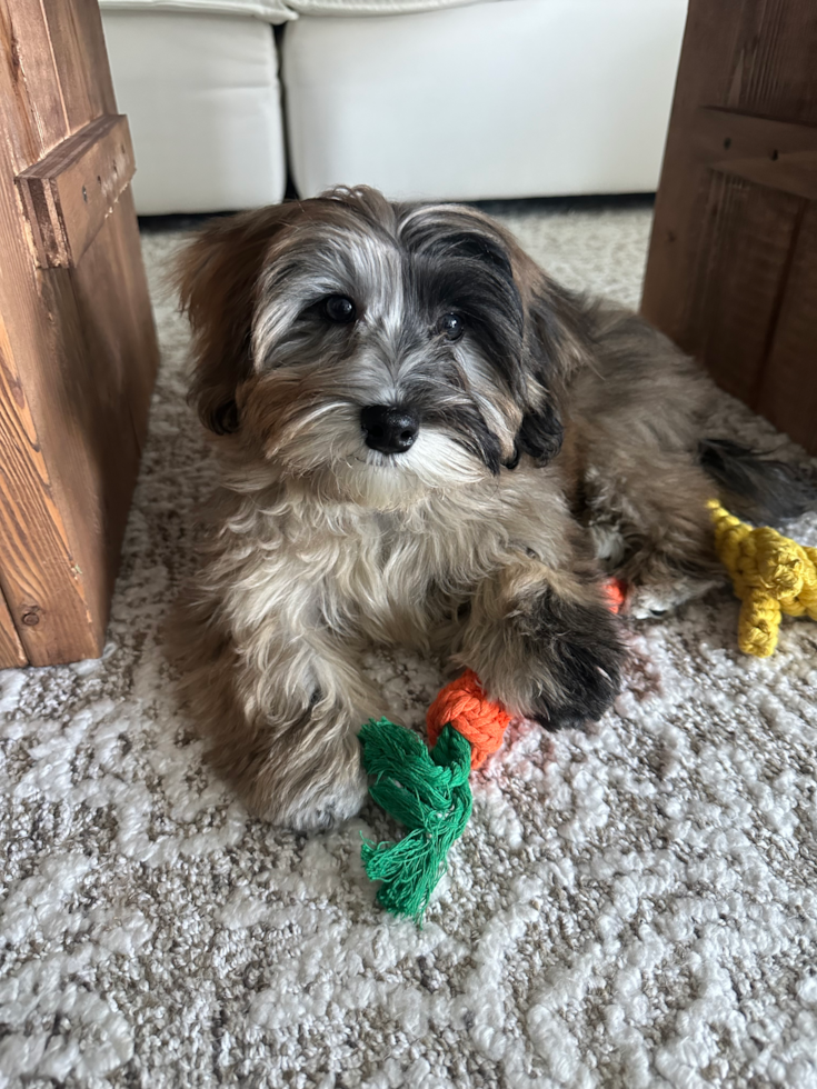 Energetic Havadoodle Poodle Mix Pup