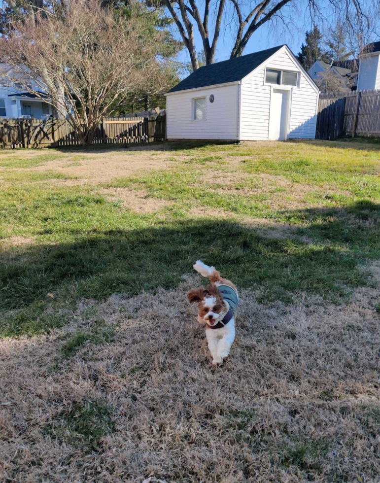 Small Cavapoo Pup in
