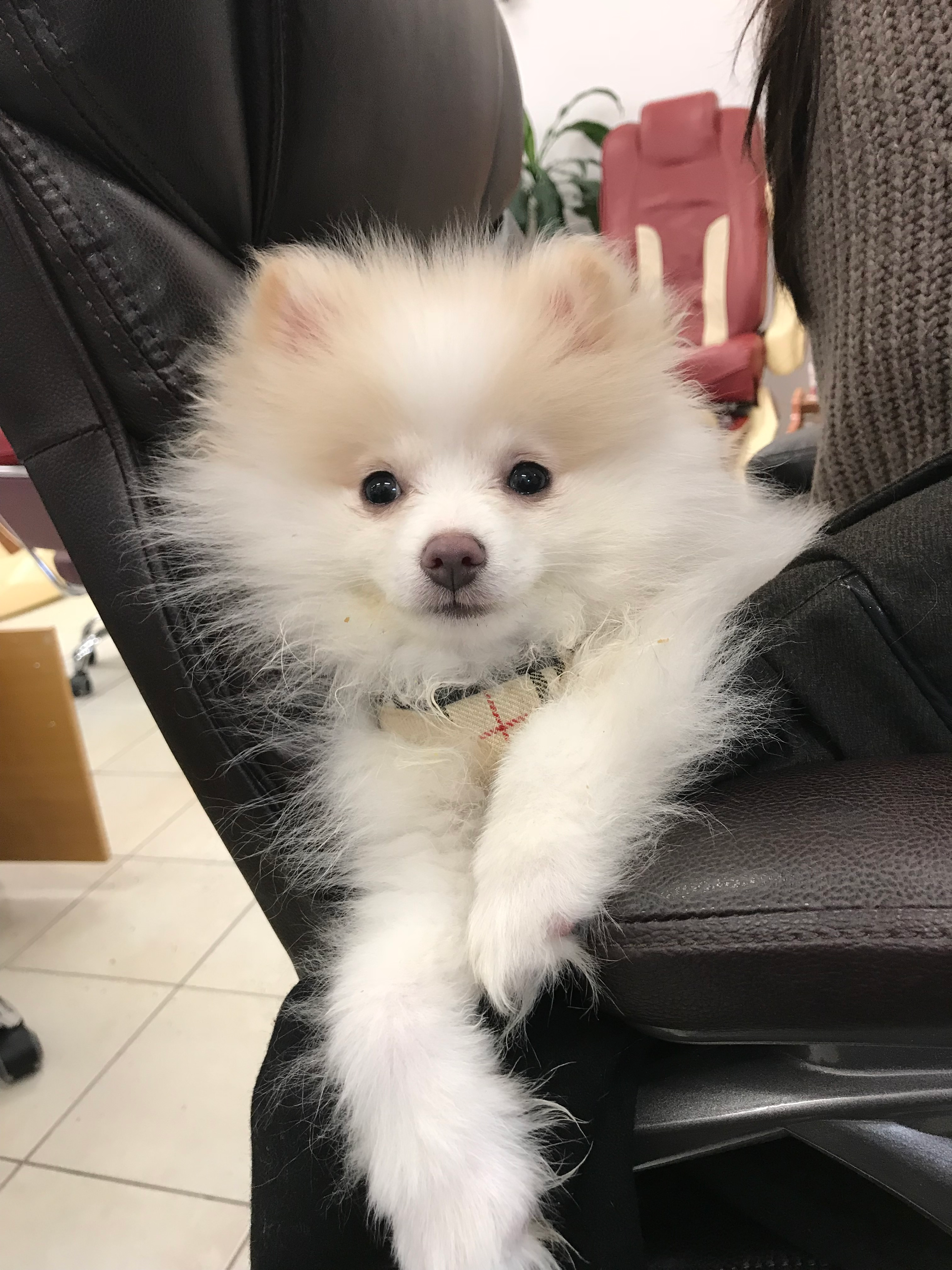 Best Pomeranian Baby