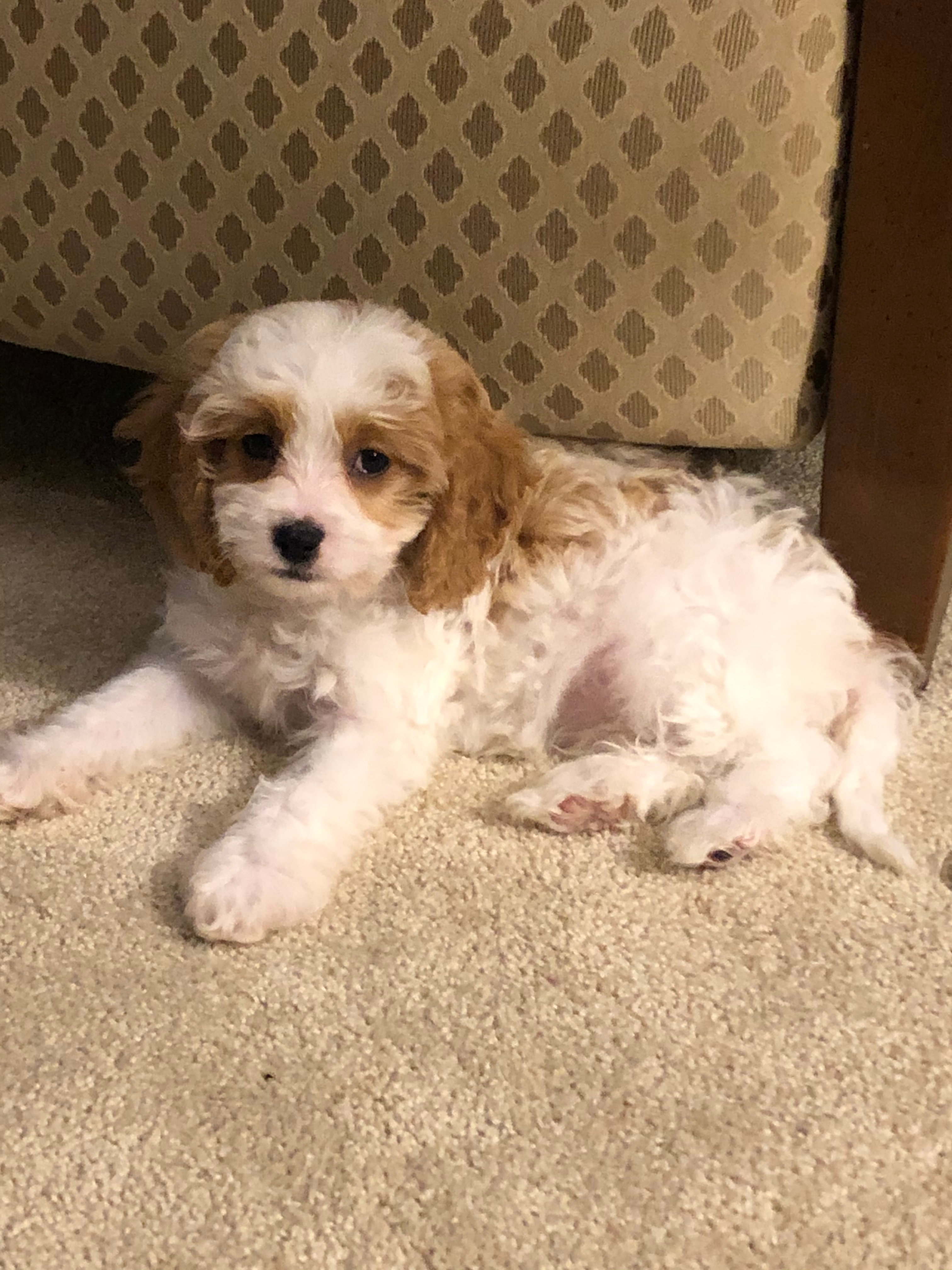 Adorable Cavoodle Poodle Mix Puppy