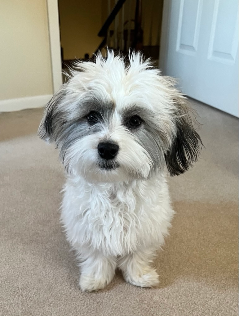 Best Havanese Baby
