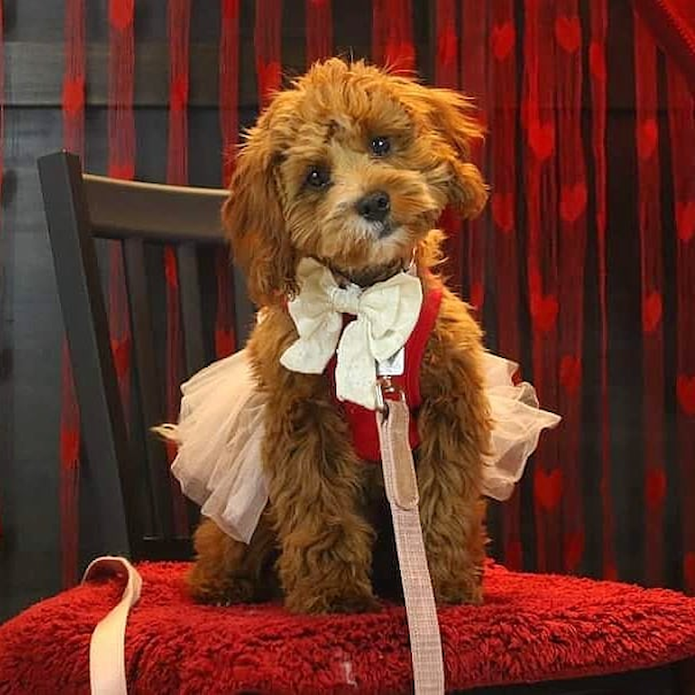 Sweet Cavapoo Pup in Saint Louis MO